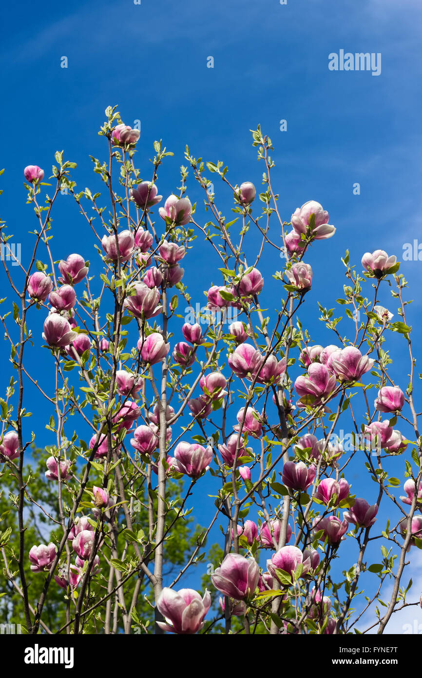 Flowers of magnolia tree over blue sky in springtime Stock Photo - Alamy
