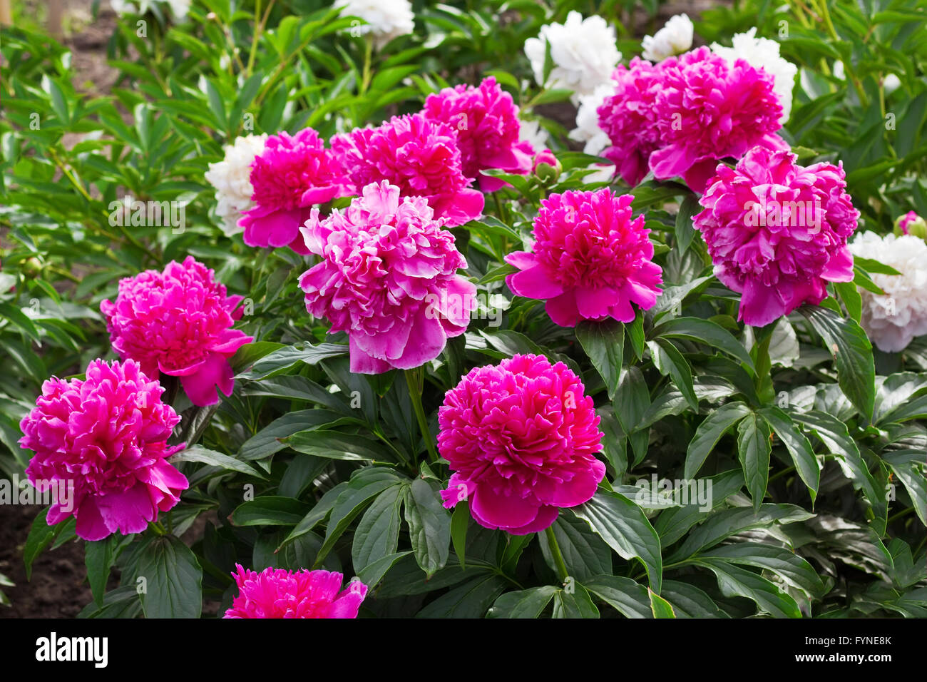 A lot of pink peonies in the garden in springtime Stock Photo - Alamy
