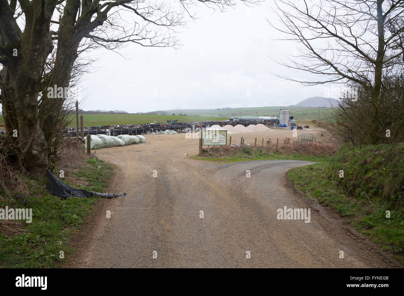 Hundreds of cattle queue at cow pens at  Cefnamlwch Dairy Farm, Sarn, Pwllheli - large modern dairy farm Stock Photo