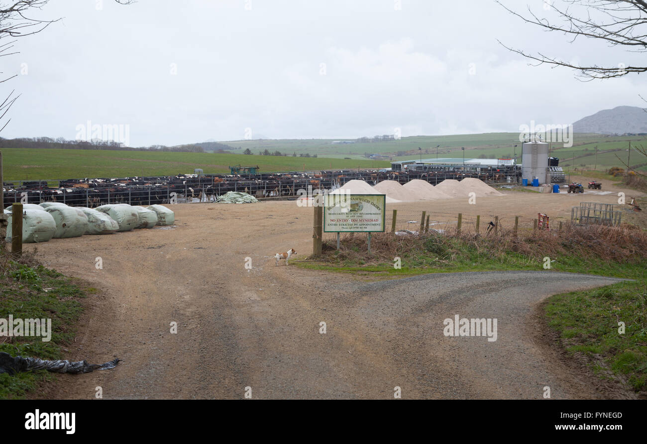 Hundreds of cattle queue at cow pens at  Cefnamlwch Dairy Farm, Sarn, Pwllheli - large modern dairy farm Stock Photo