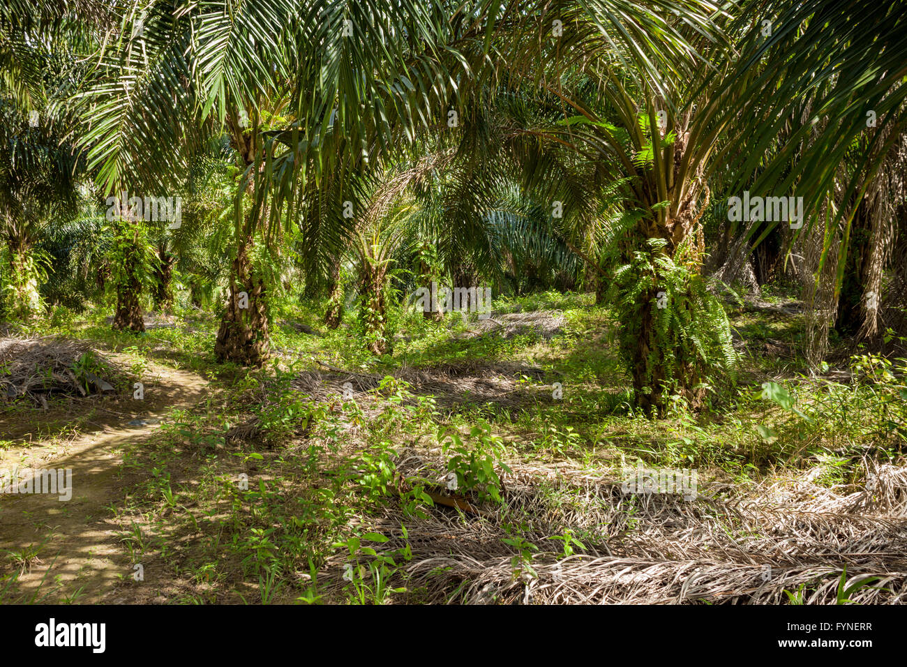 Planation of the oil palm (Elaeis guineensis). rural north Sabah, Borneo Malaysia Stock Photo