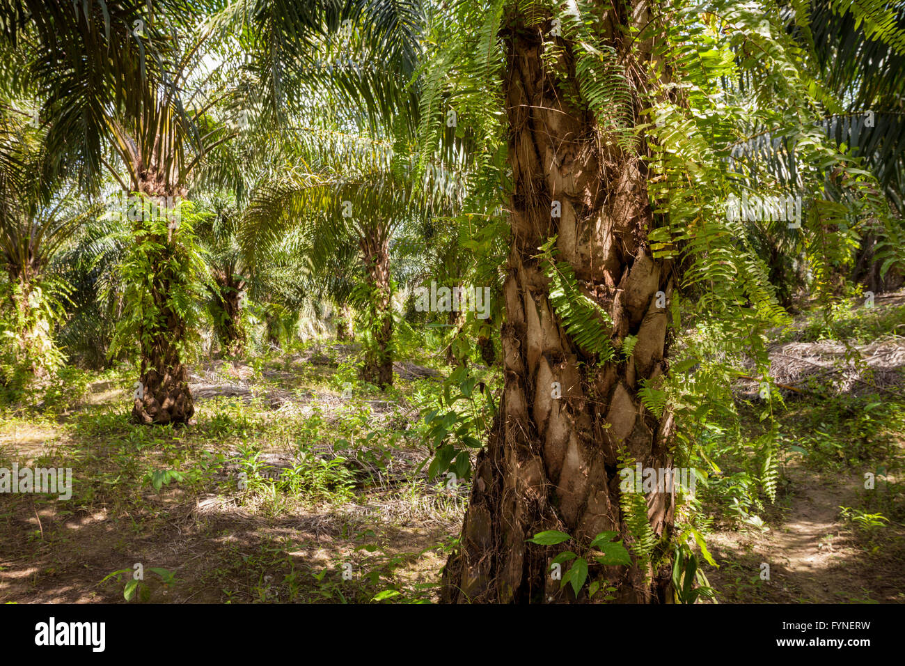 Plantation of the oil palm (Elaeis guineensis). rural north Sabah, Borneo Malaysia Stock Photo