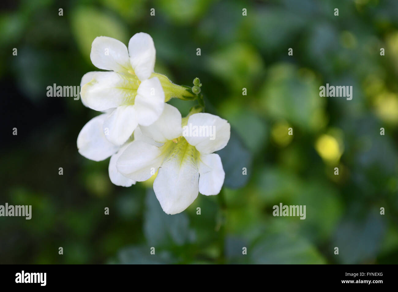 White Chinese violet, Asystasia sp, Family Acanthaceae, Central of Thailand Stock Photo