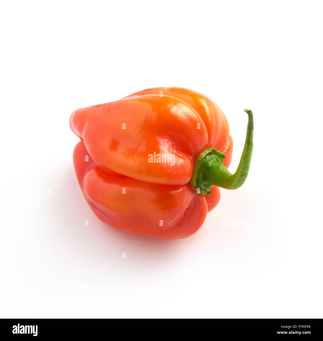 round red habanero pepper on a white background with a soft shadow