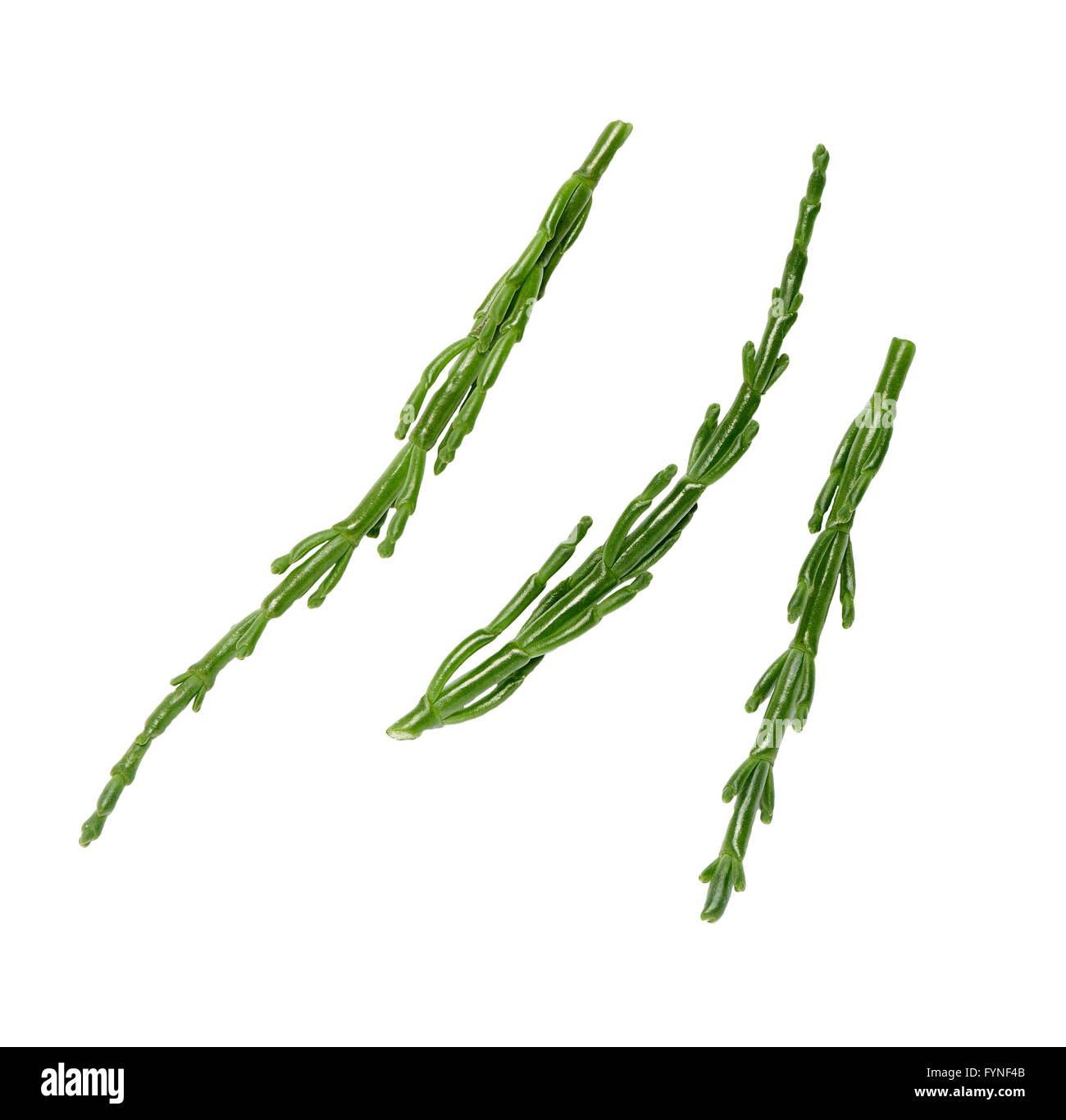 samphire branches on a white background ready to be eaten Stock Photo