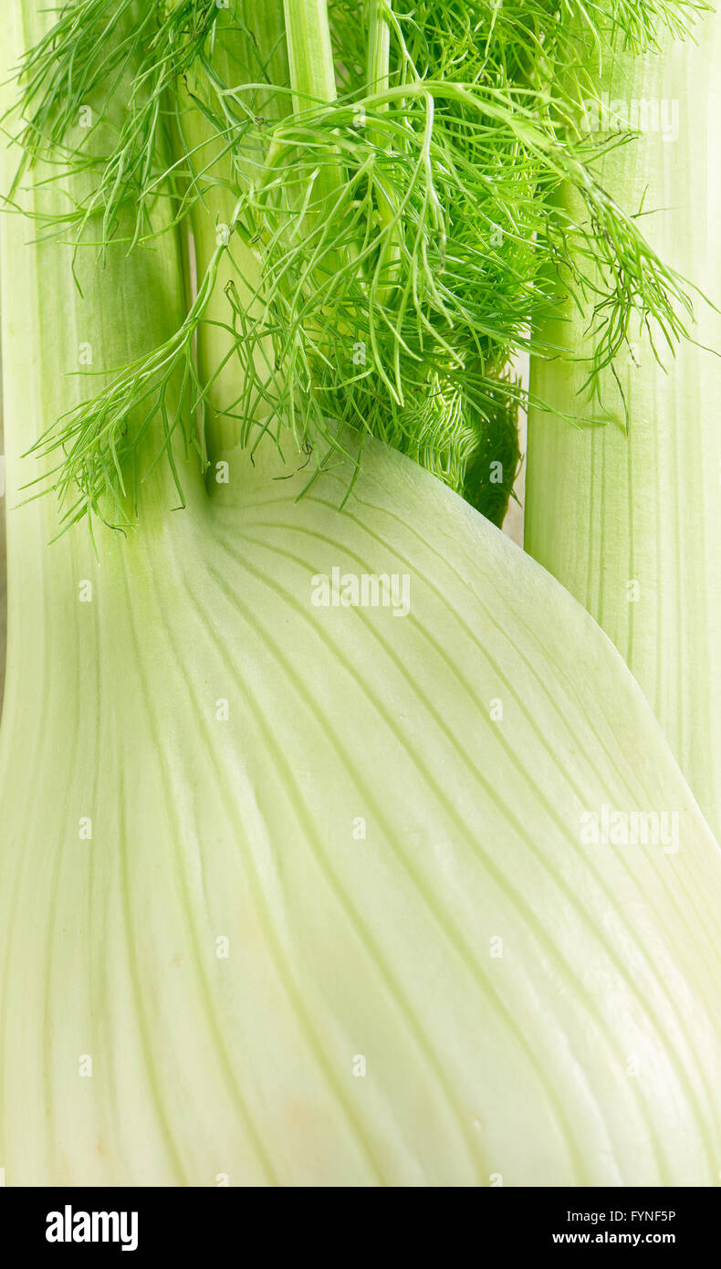 Close up texture of whole fresh fennel showing the structure of the