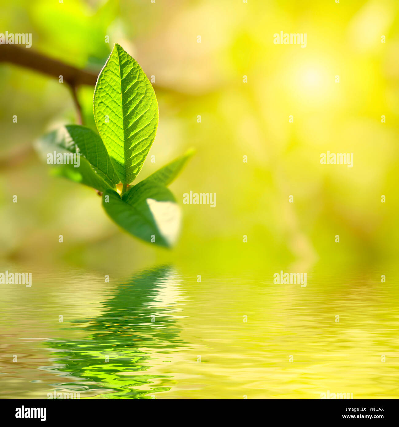 Spring foliage highlighted bright hi-res stock photography and images ...