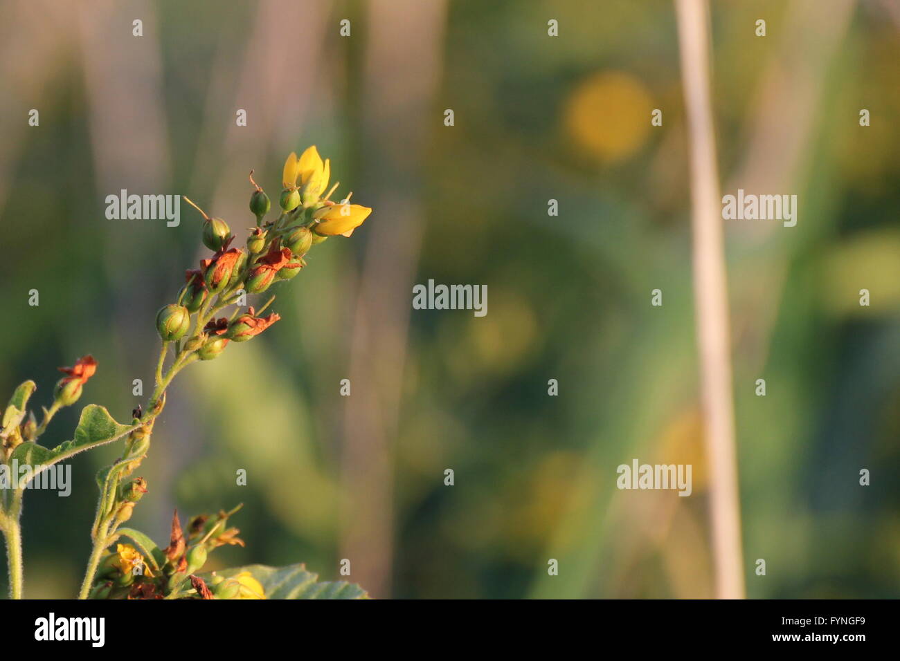 Blossoms of the yellow loosestrife (Lysimachia vulgaris). Stock Photo