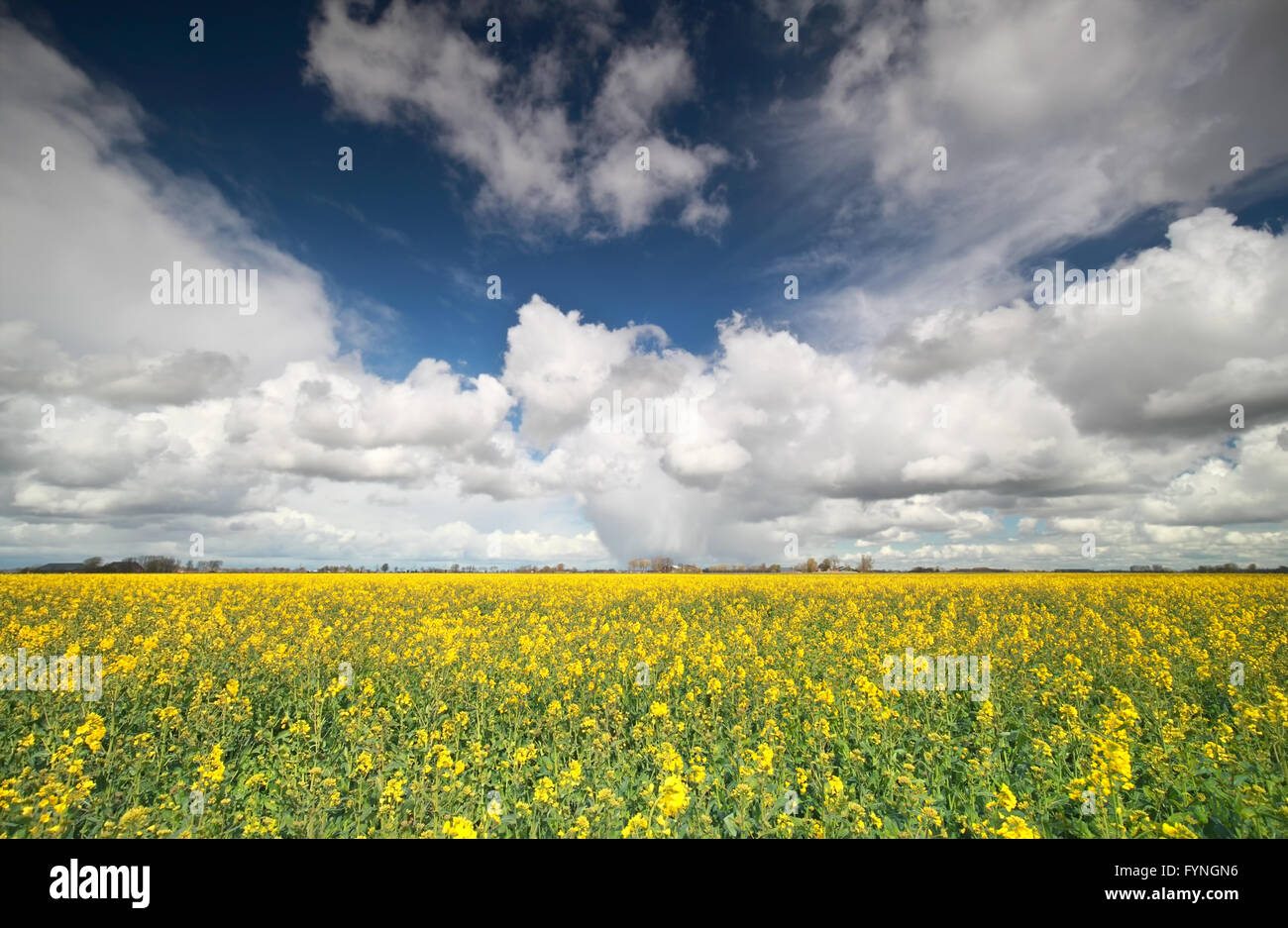 Rapeseed Flower Field High Resolution Stock Photography and Images - Alamy