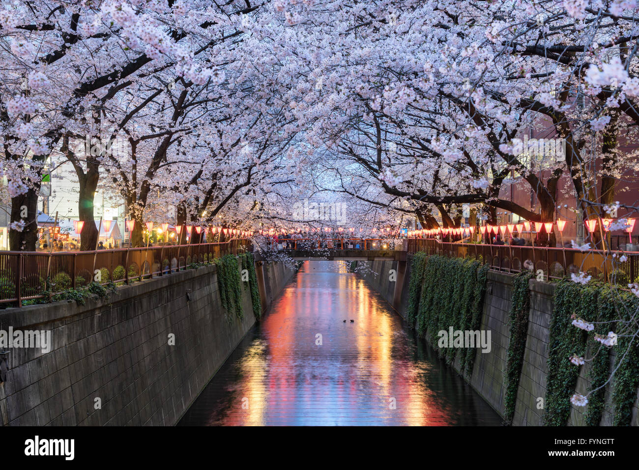 Cherry blossom festival at Nakameguro, Tokyo, Japan Stock Photo