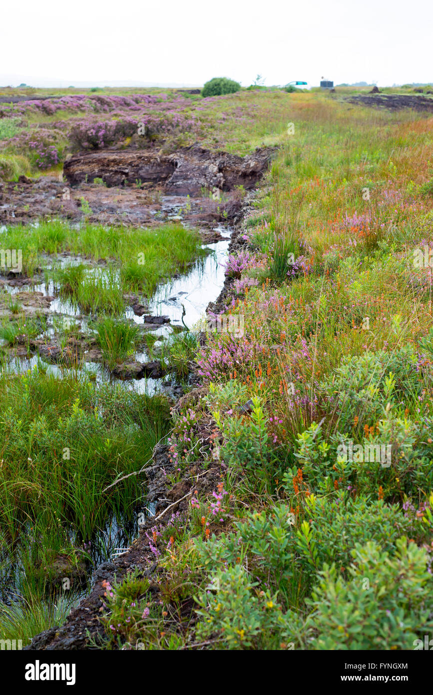 wild bogland landscape in county kerry on the wild atlantic way of ireland Stock Photo