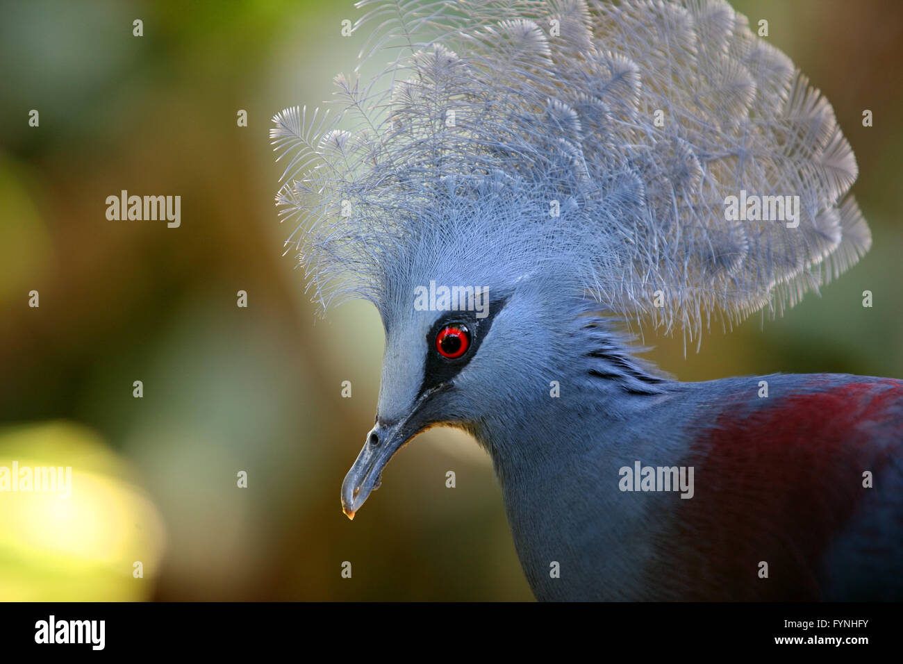 Beautiful Blue Crowned Pigeon (Goura) close-up Stock Photo