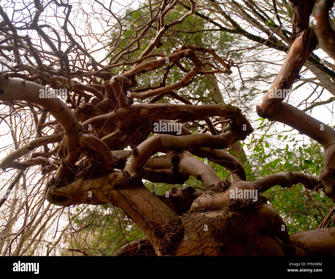 Tree with zigzag branches Stock Photo Alamy