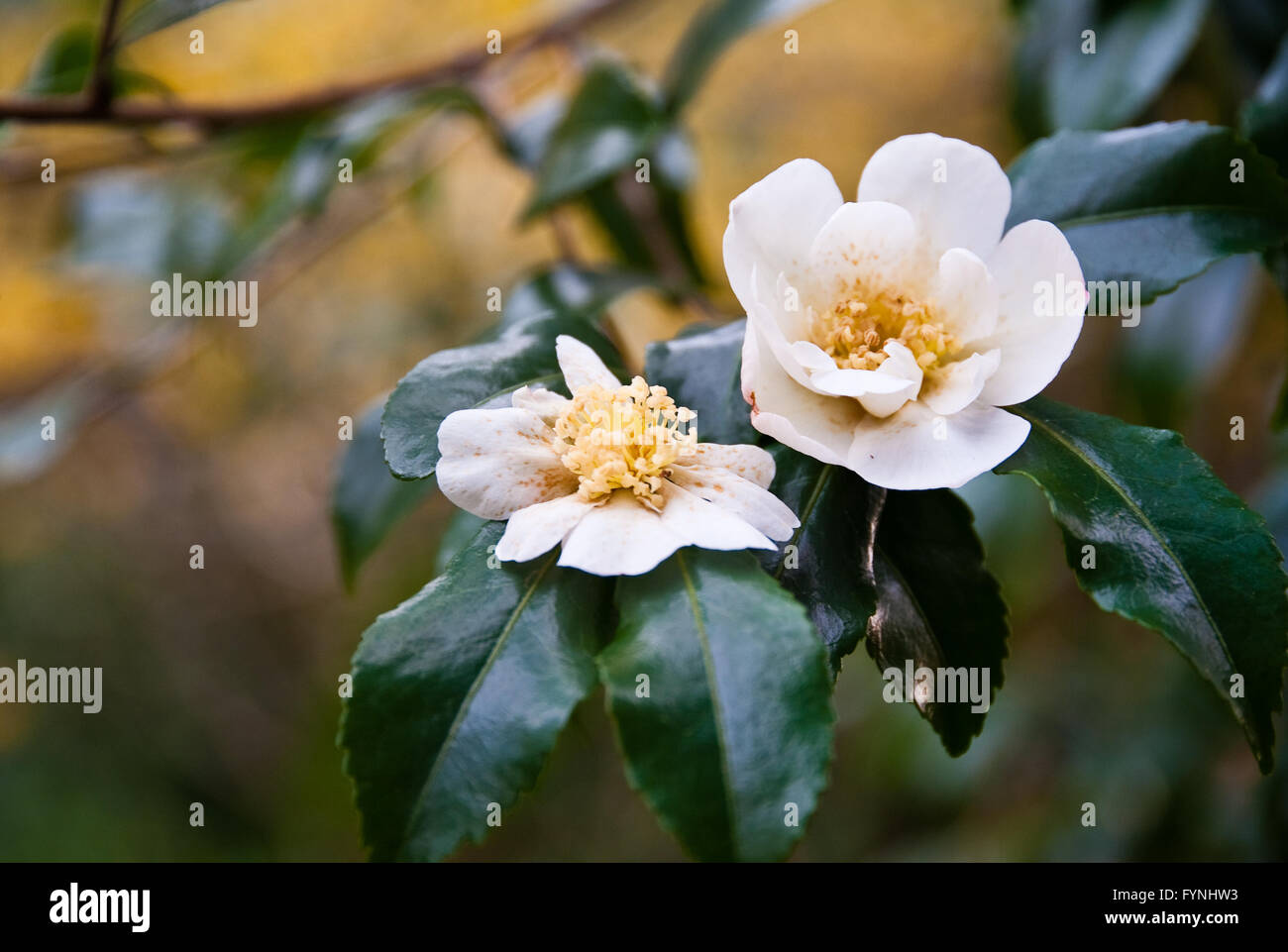 White camellia hi-res stock photography and images - Alamy