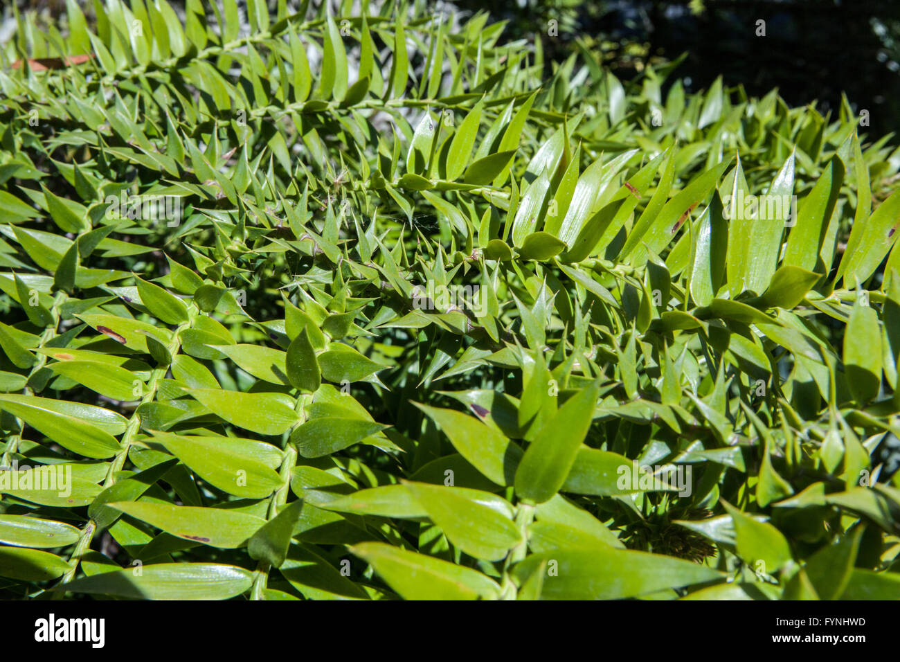 Araucaria bidwilli Stock Photo