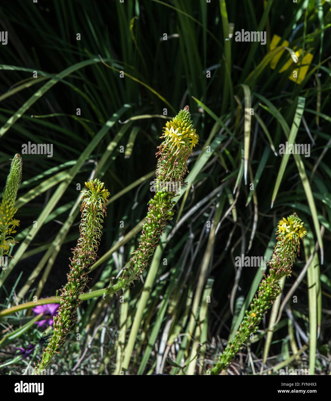 Bulbine latifolia Stock Photo