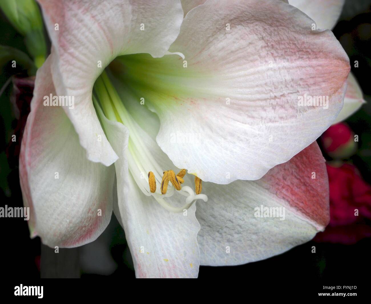 Yellow stamens on white lily flower Stock Photo