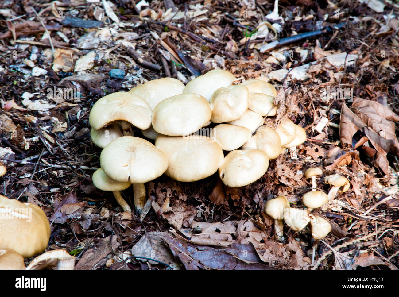 Cluster of wild mushrooms Stock Photo