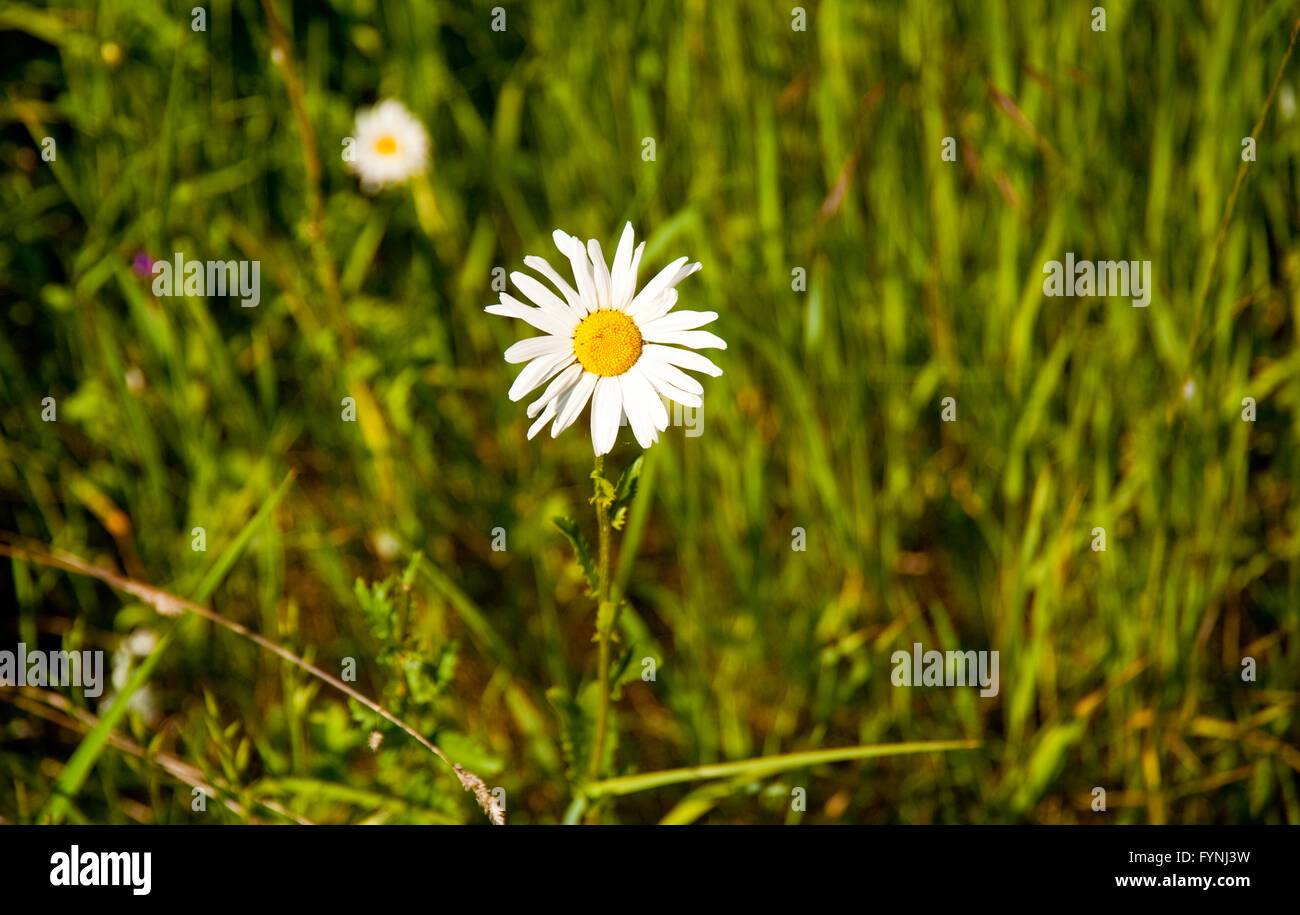 Daisy in Discovery Park Stock Photo Alamy