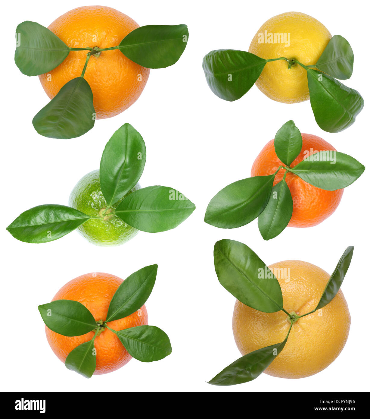 Collection of oranges mandarins lemons grapefruit top view fruits isolated on a white background Stock Photo
