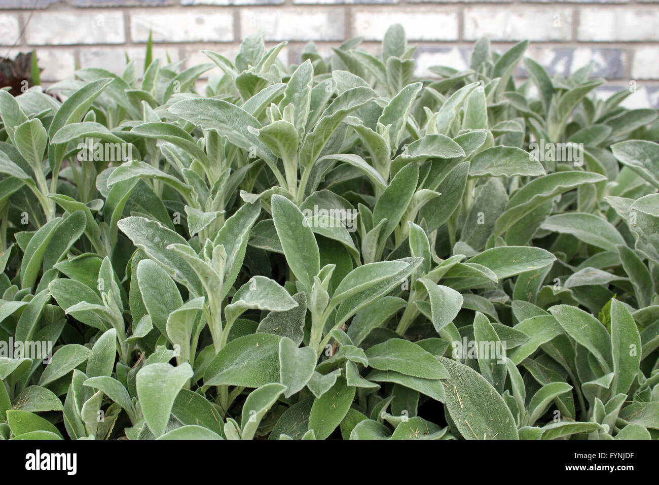 Lambs ear growing lushly Stock Photo Alamy