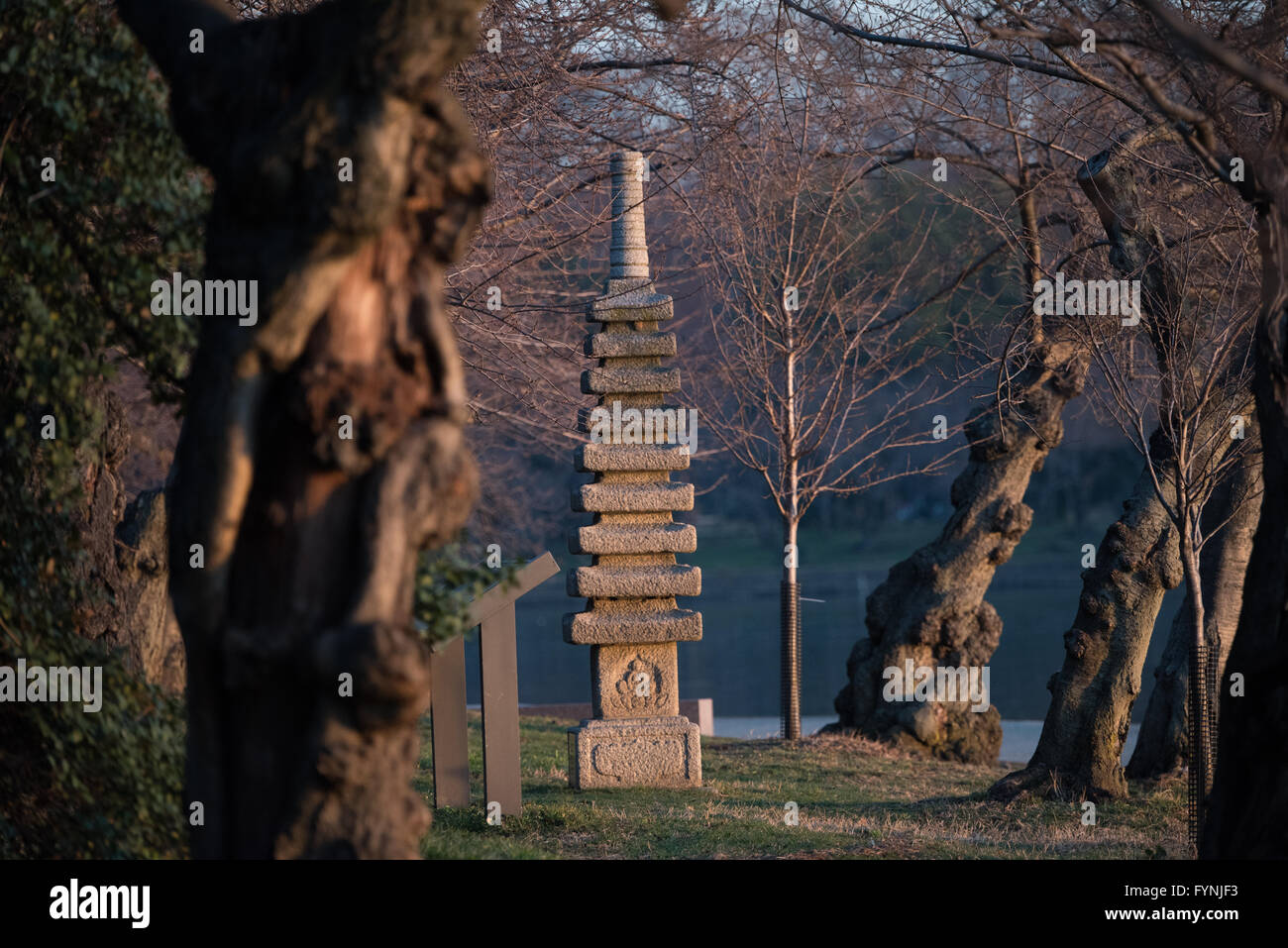 WASHINGTON DCThe 17th century Japanese Pagoda amongst the cherry trees around the Tidal Basin