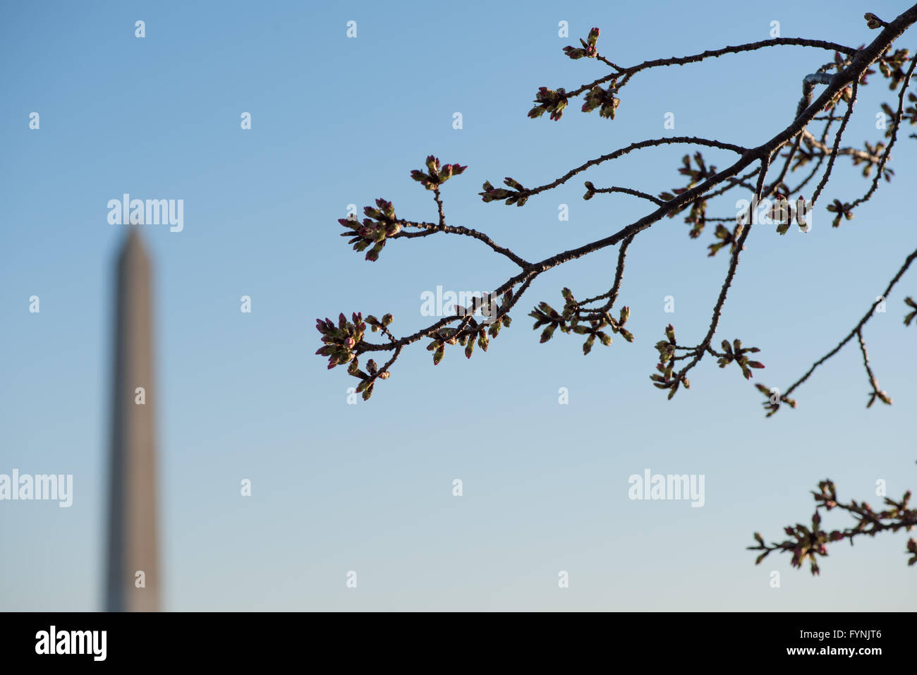 WASHINGTON DC, United States - Some early cherry blossom buds with the Washington Monument in the background. Stock Photo