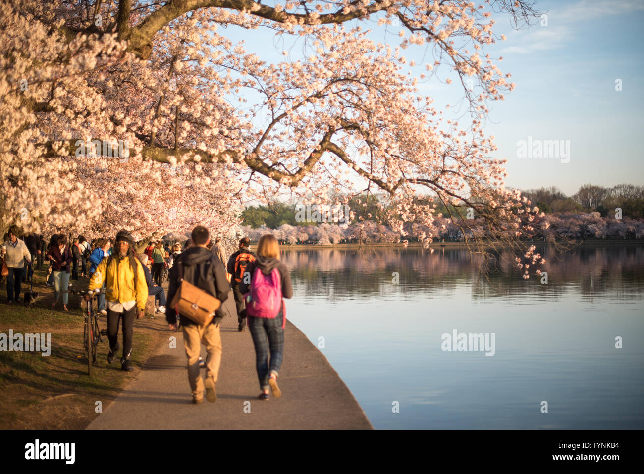 Tidal basin path hi-res stock photography and images - Alamy