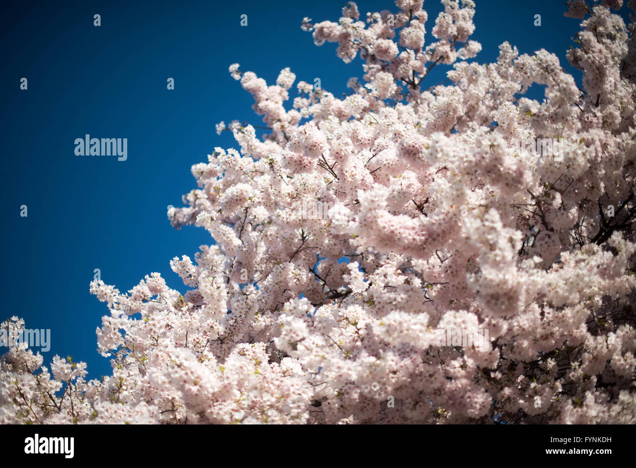 Dense cluster cherry blossoms hi-res stock photography and images - Alamy