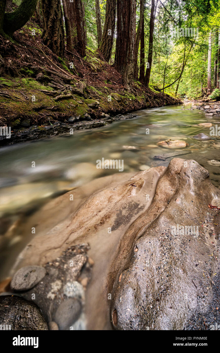 Forest stream Stock Photo