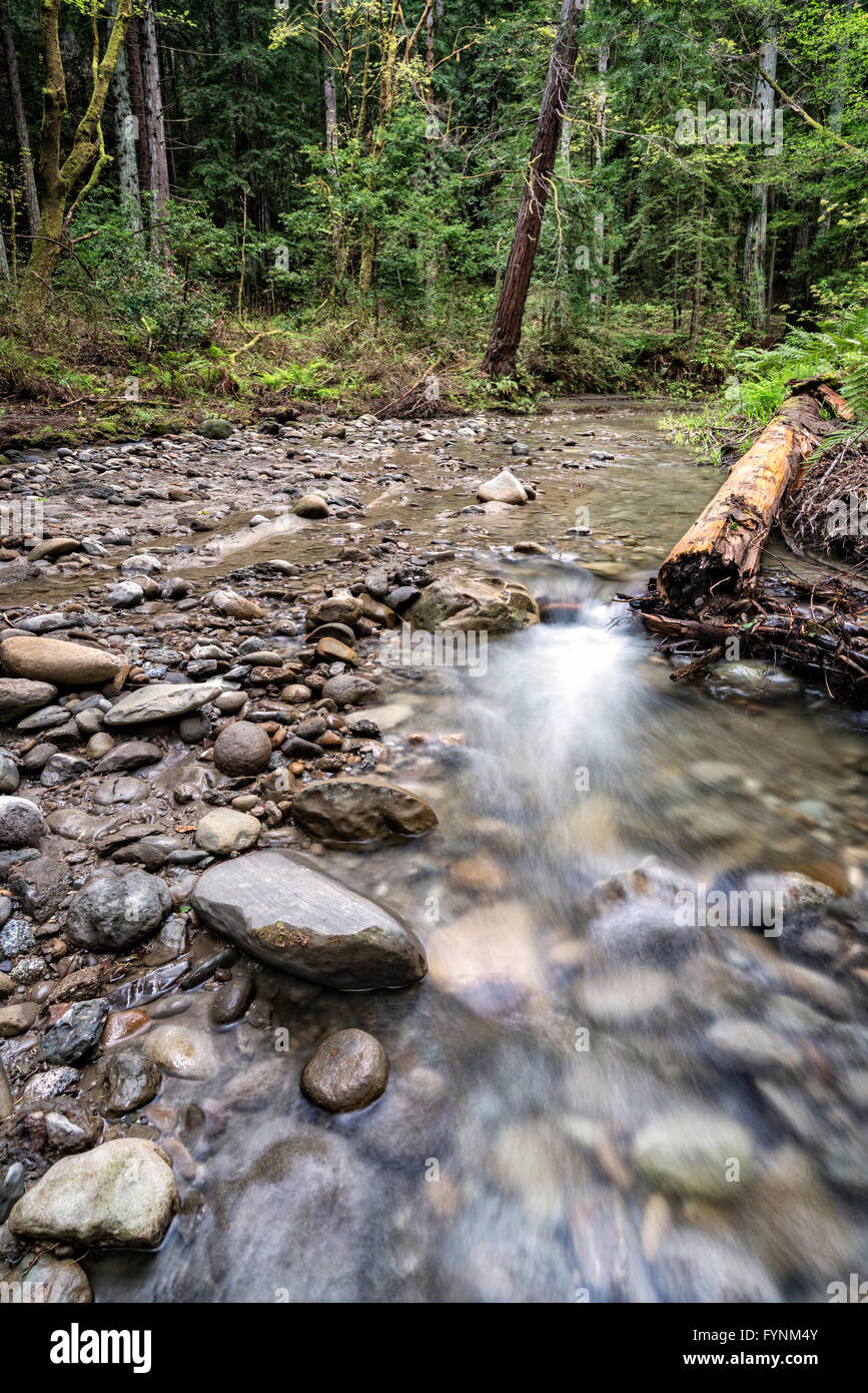Forest stream Stock Photo