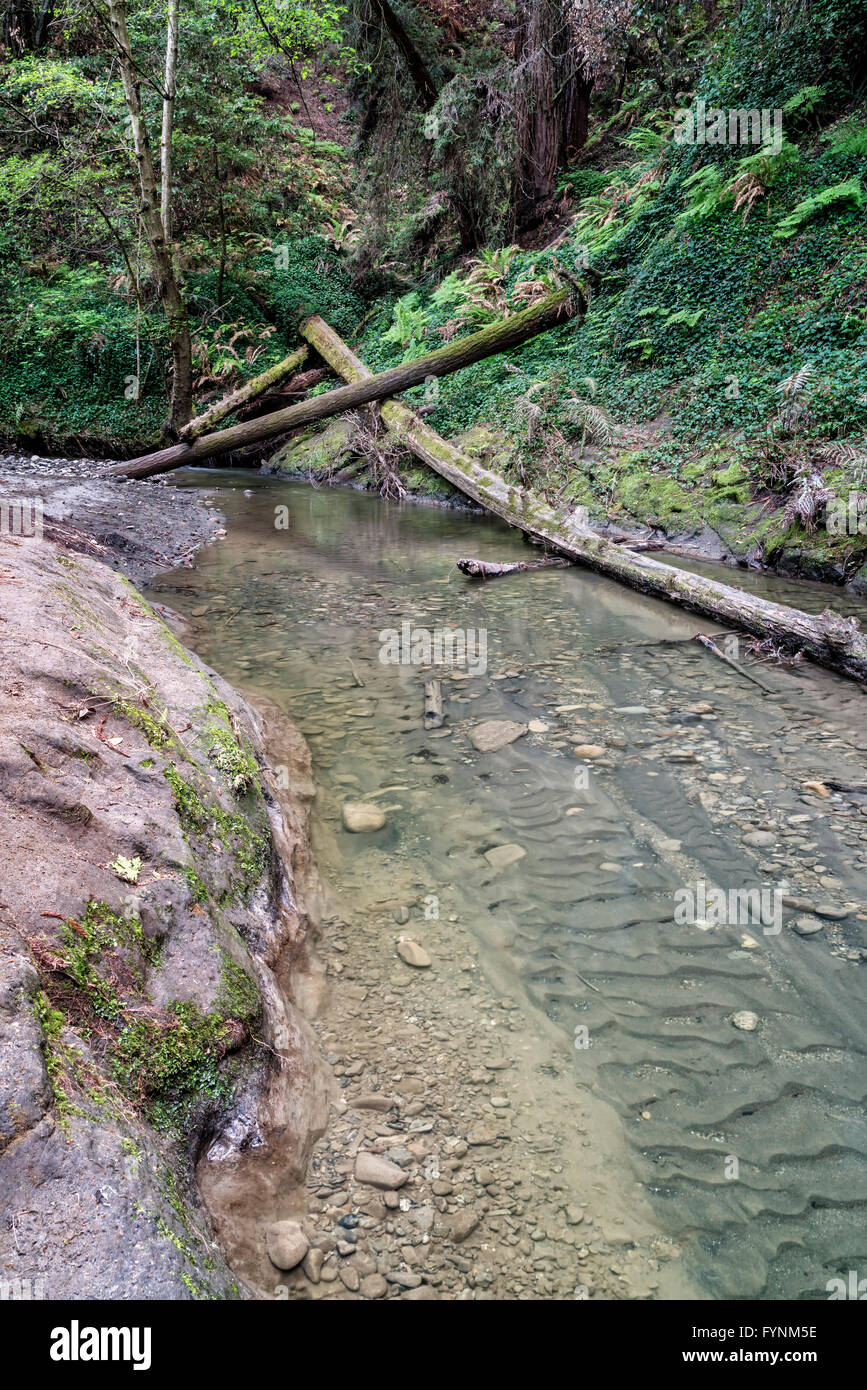 forest stream scene Stock Photo