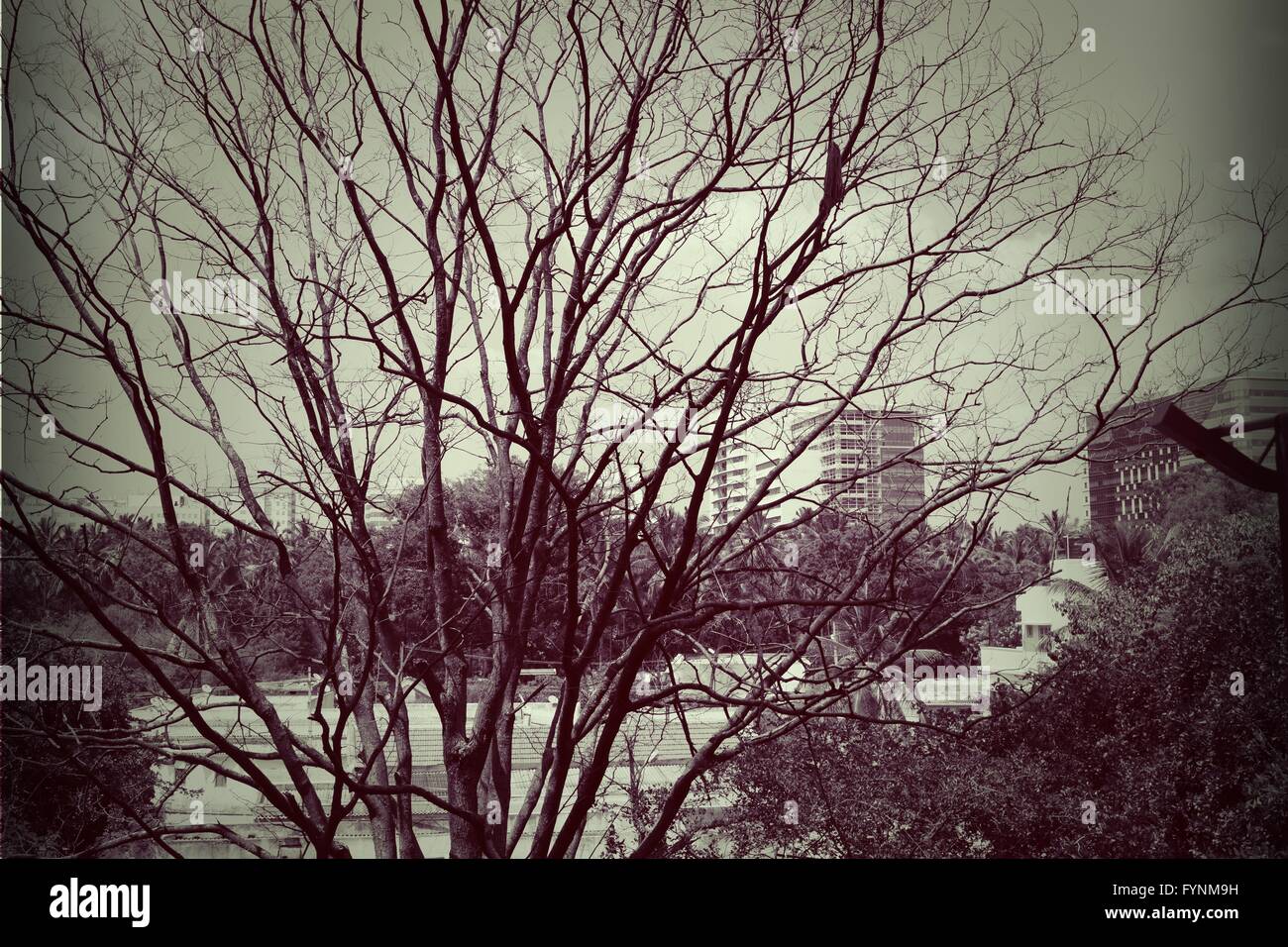 Black and white landscape tree hi-res stock photography and images - Alamy