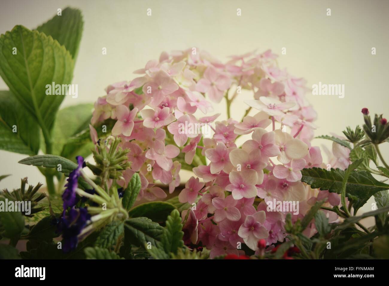 Beautiful pink hydrangea from my garden Stock Photo - Alamy