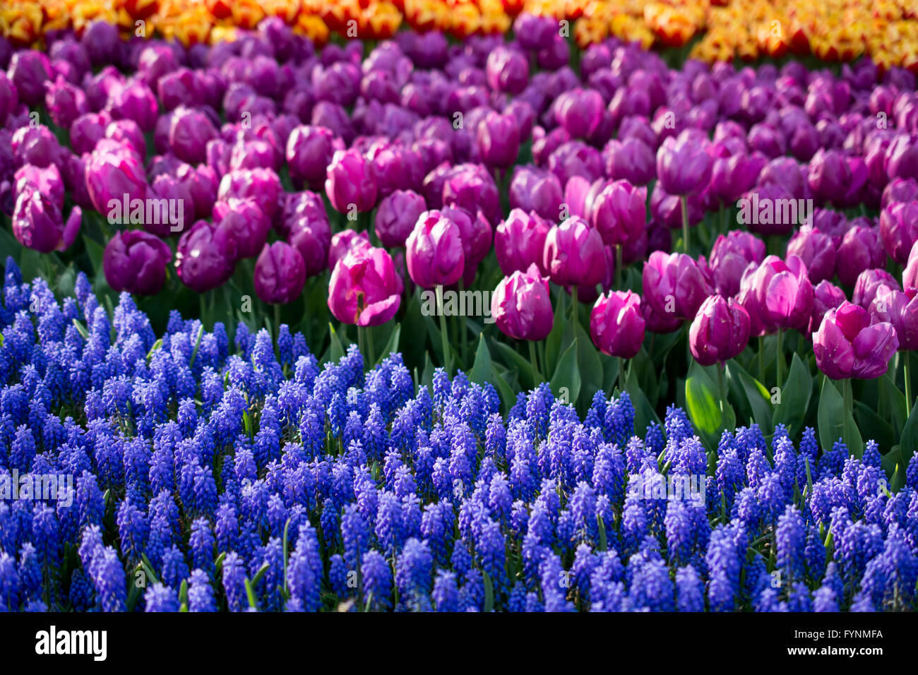 tulips of various colors in nature in spring time Stock Photo - Alamy