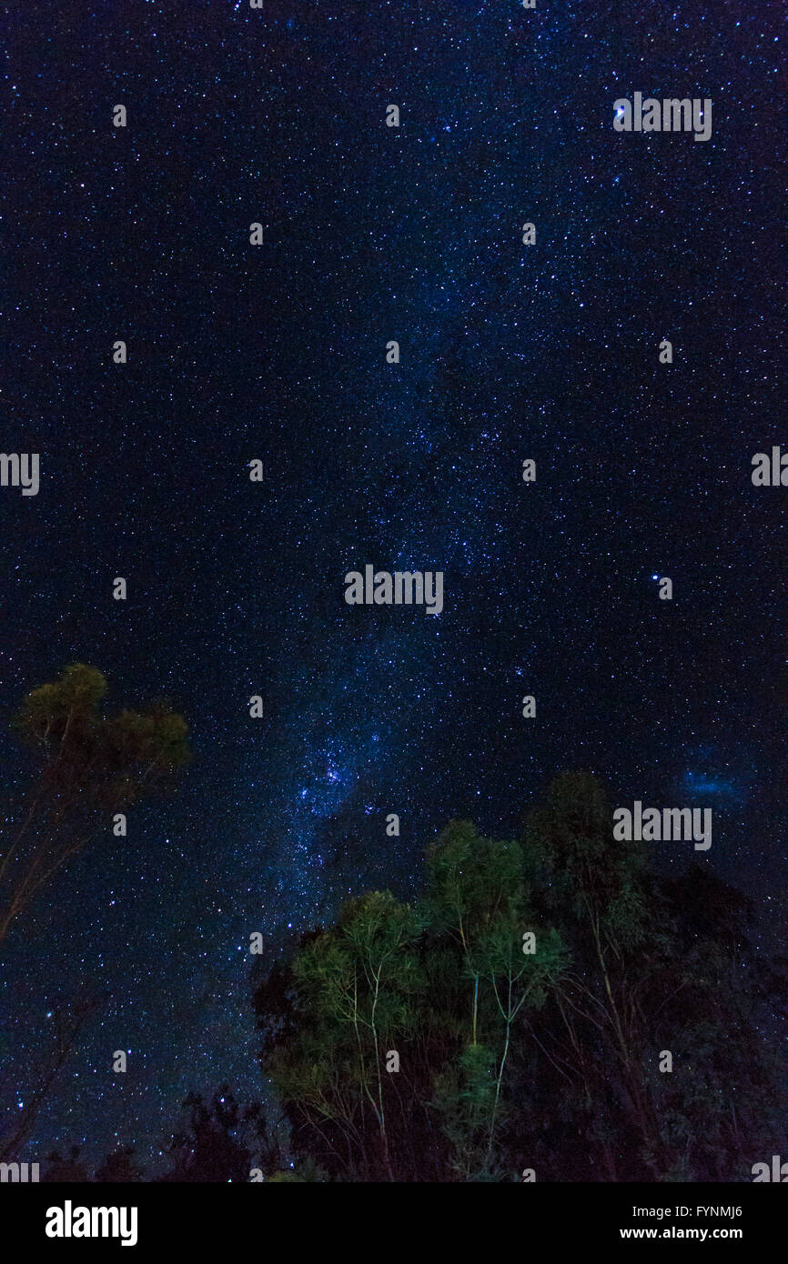 The Milky Way over Australian eucalyptus trees Stock Photo - Alamy