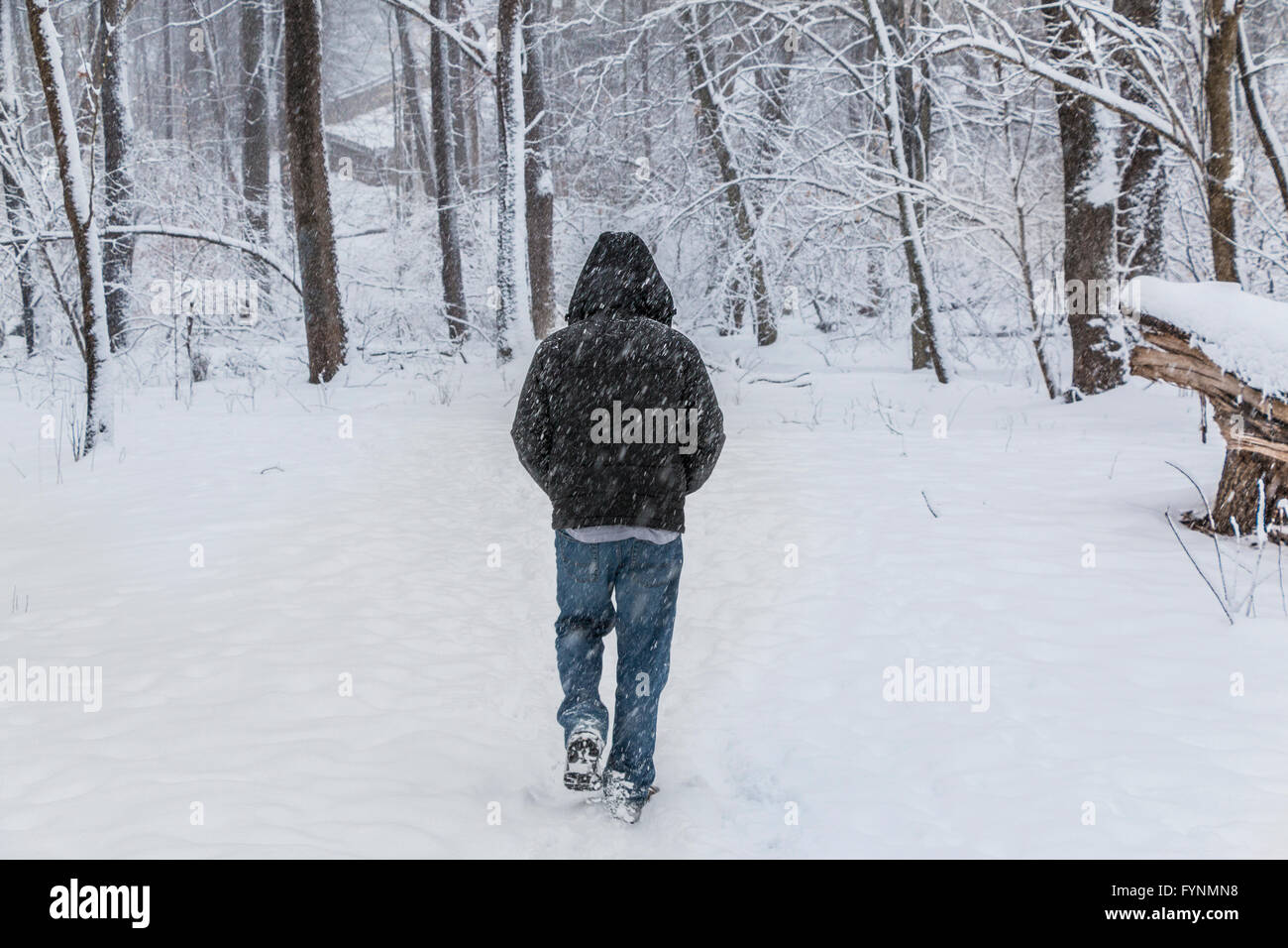 Man Walking Down Snowy Forest Trail Stock Photo