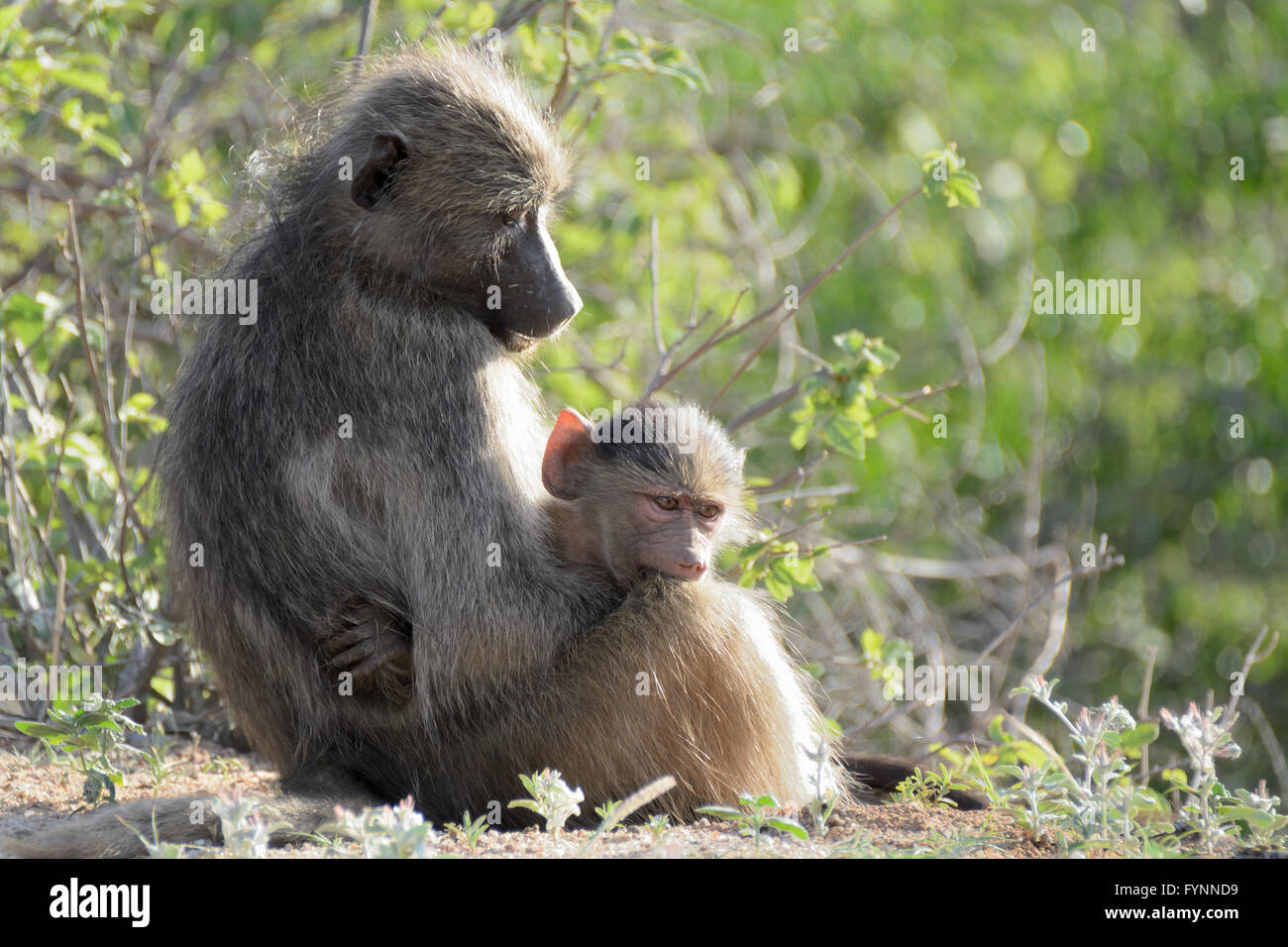 Chacma Baboon mother and baby cuddling affectionately Stock Photo