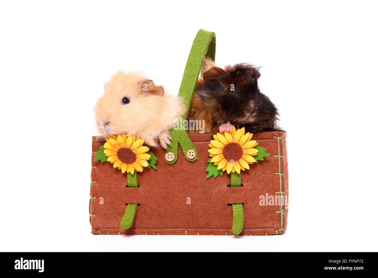 Long-haired Guinea Pig and Teddy Guinea Pig. Two adults in a felt bag with sunflowers. Studio picture against a white background. Germany Stock Photo