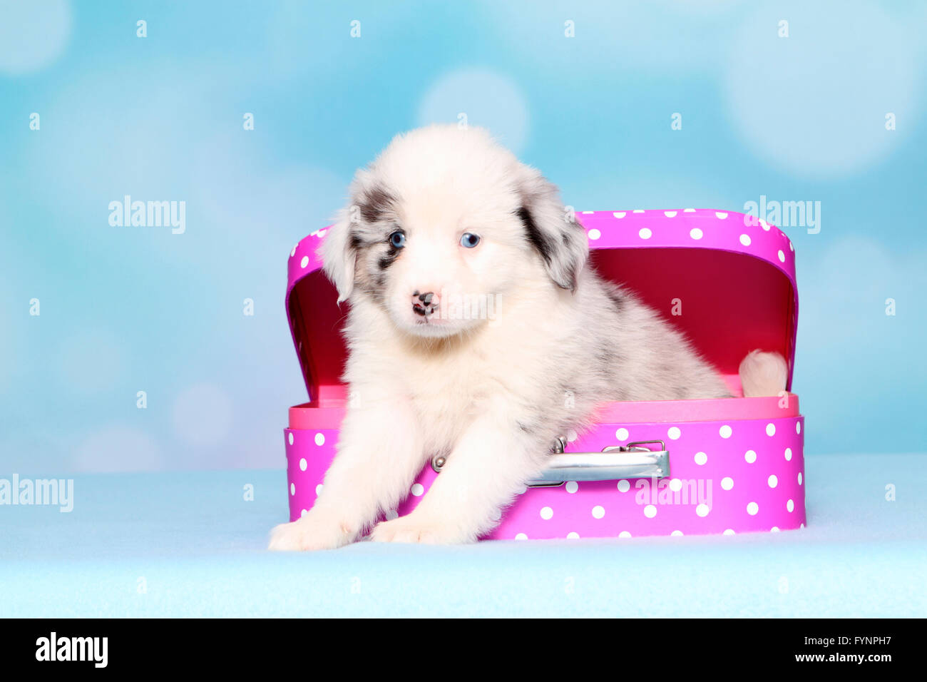 Miniature American Shepherd. Puppy (6 weeks old) sitting in a pink suitcase with white polka dots. Studio picture against a blue background. Germany Stock Photo