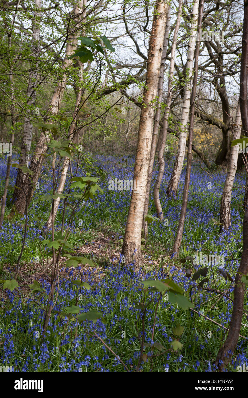 A see of bluebells in woodland in April, Bentley Priory nature reserve Stock Photo