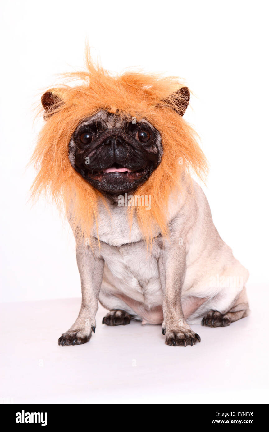 Pugs and cheap lions