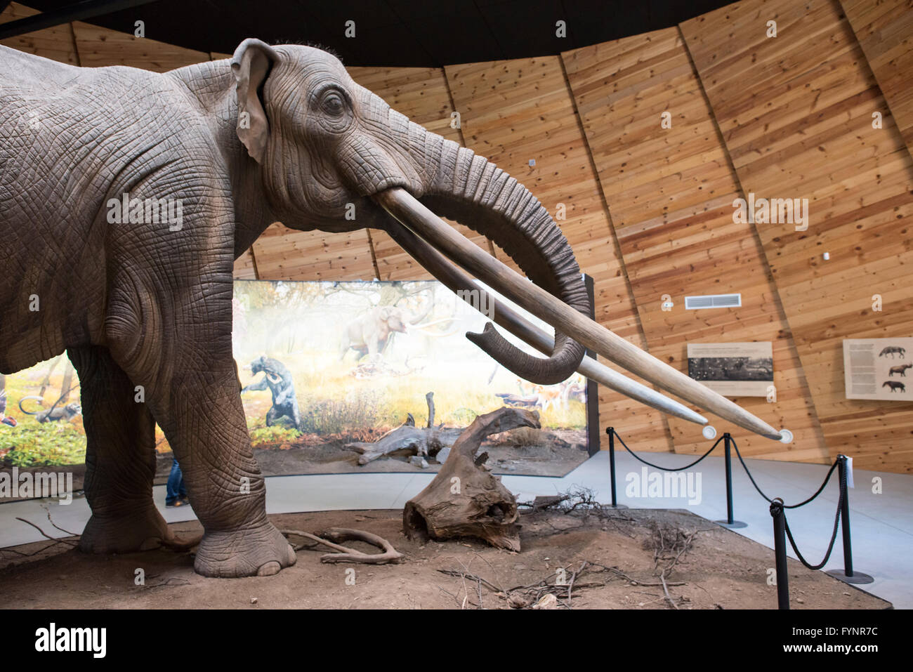 Model of mastodon in real stature. Stock Photo