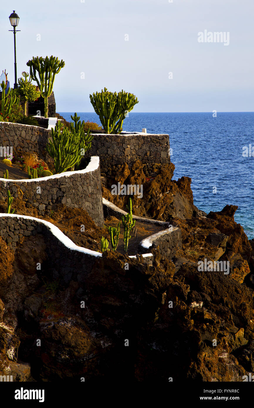Seaweed cactus hi-res stock photography and images - Alamy