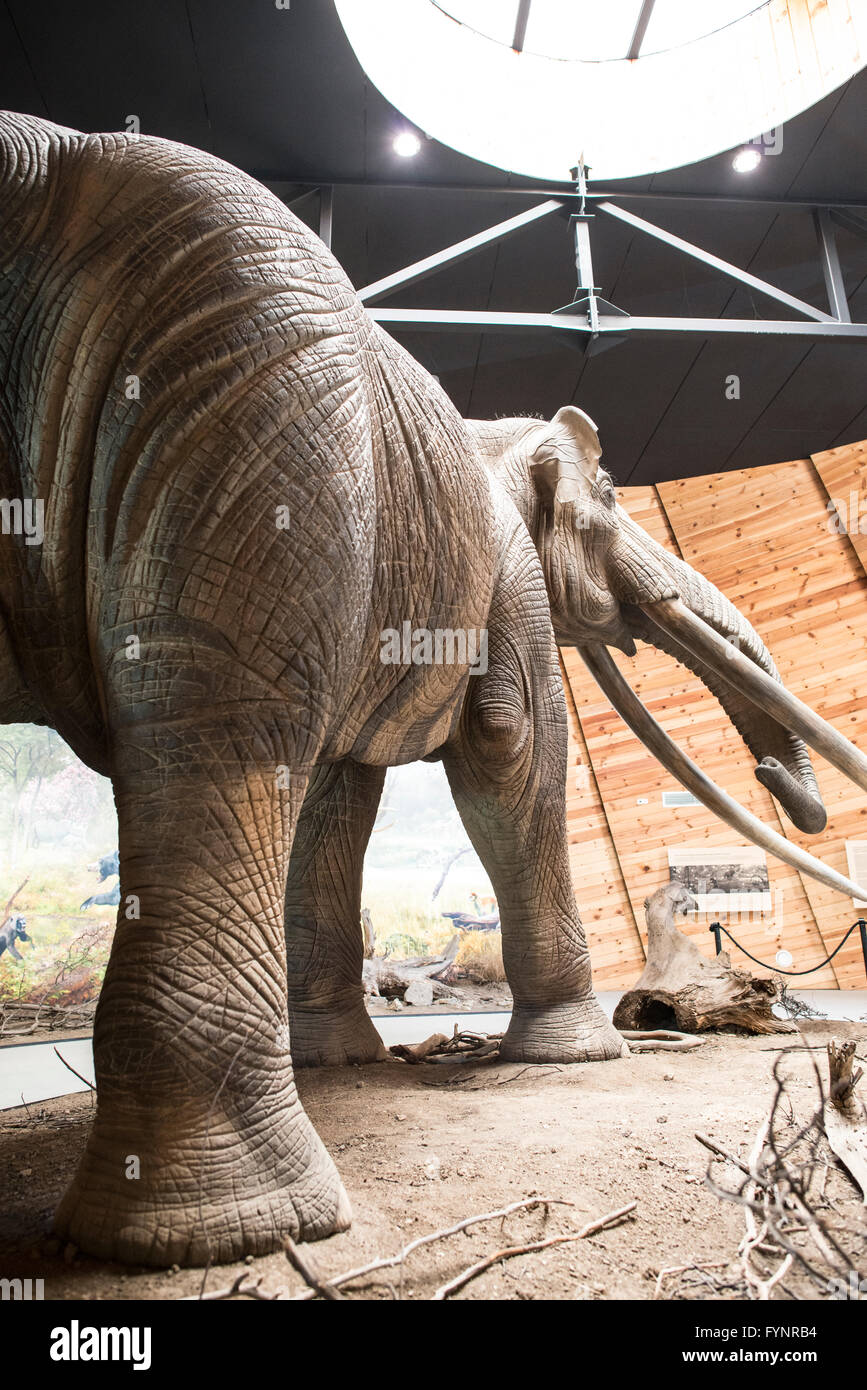 Model of mastodon in real stature. Stock Photo