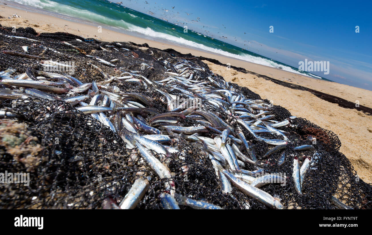 Catching sardines hires stock photography and images Alamy