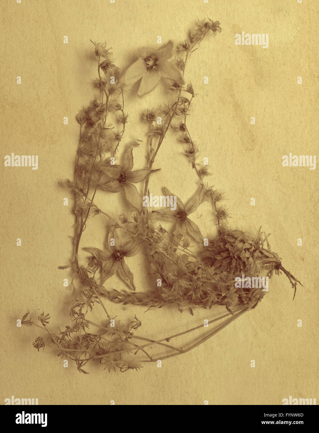 Vintage pressed flowers hi-res stock photography and images - Alamy