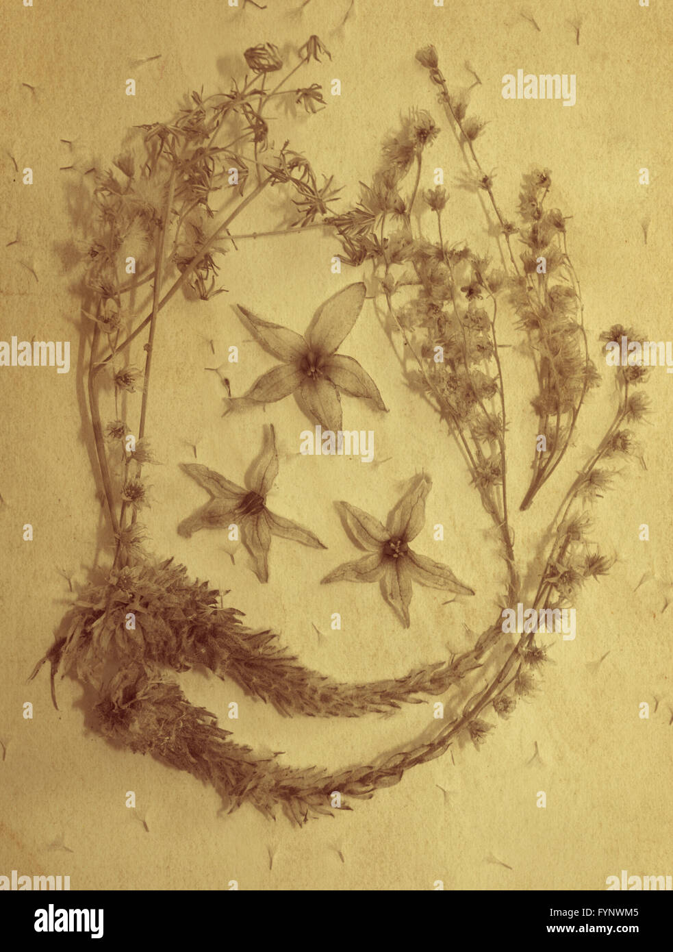 Vintage pressed flowers hi-res stock photography and images - Alamy