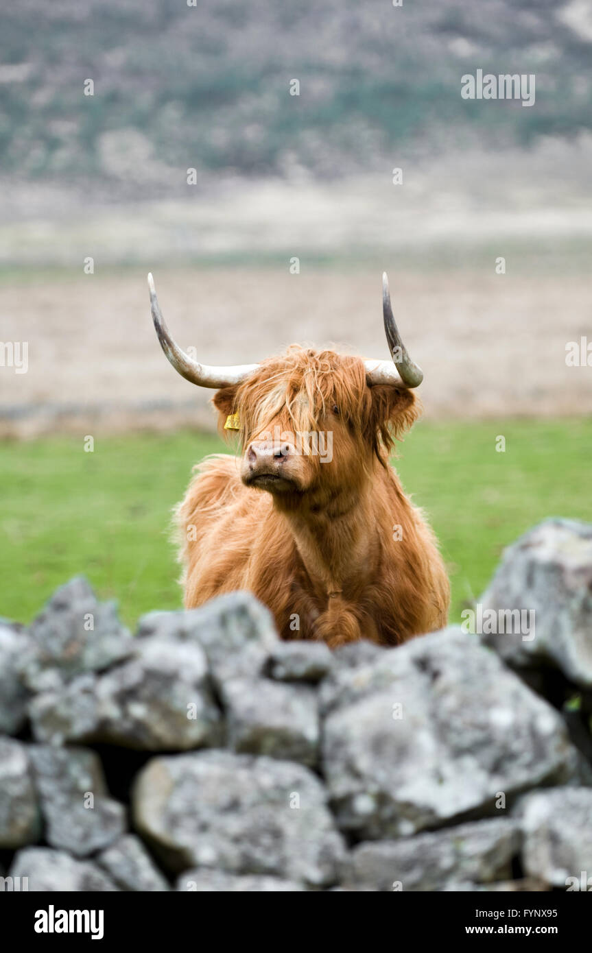 Highland cow looking over wall, taken in Glen Cassley, Sutherland, Scotland Stock Photo