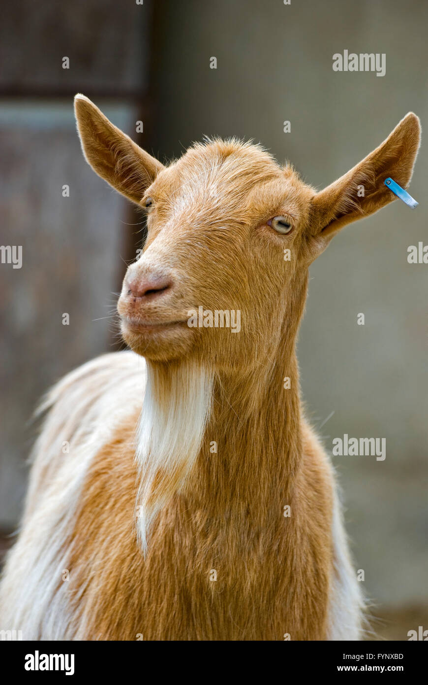 Golden Guernsey goat which is a rare breed of goat from the Bailiwick of Guernsey on the Channel